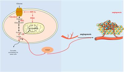 Targeting hypoxia-inducible factors for breast cancer therapy: A narrative review